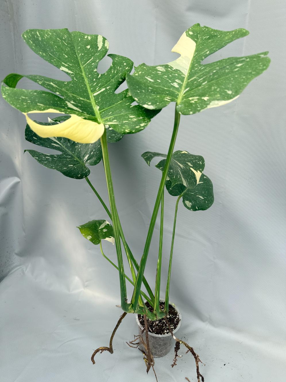Monstera Thai Constellation XL 11