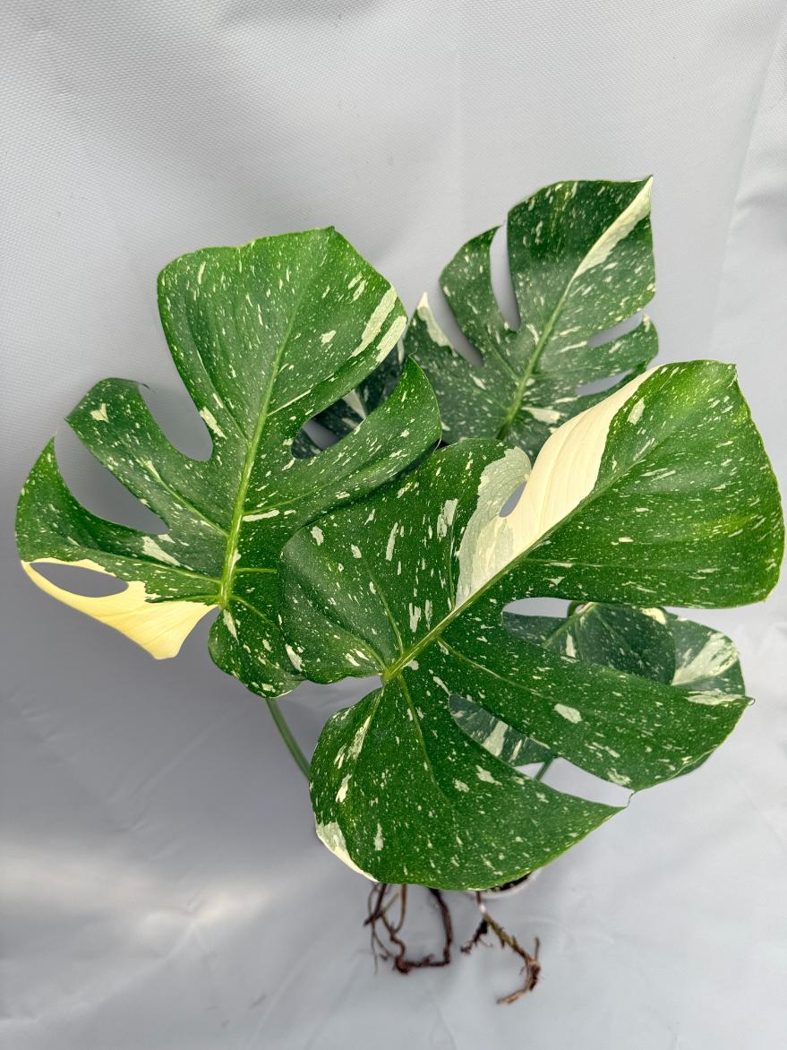 Monstera Thai Constellation XL 02