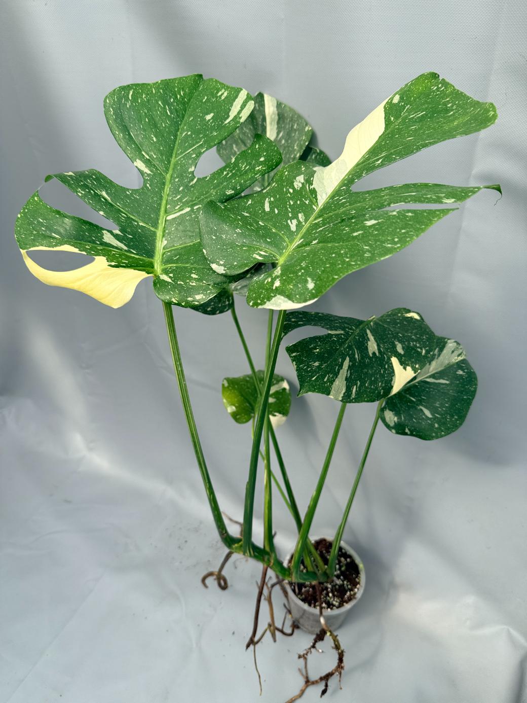 Monstera Thai Constellation XL 01