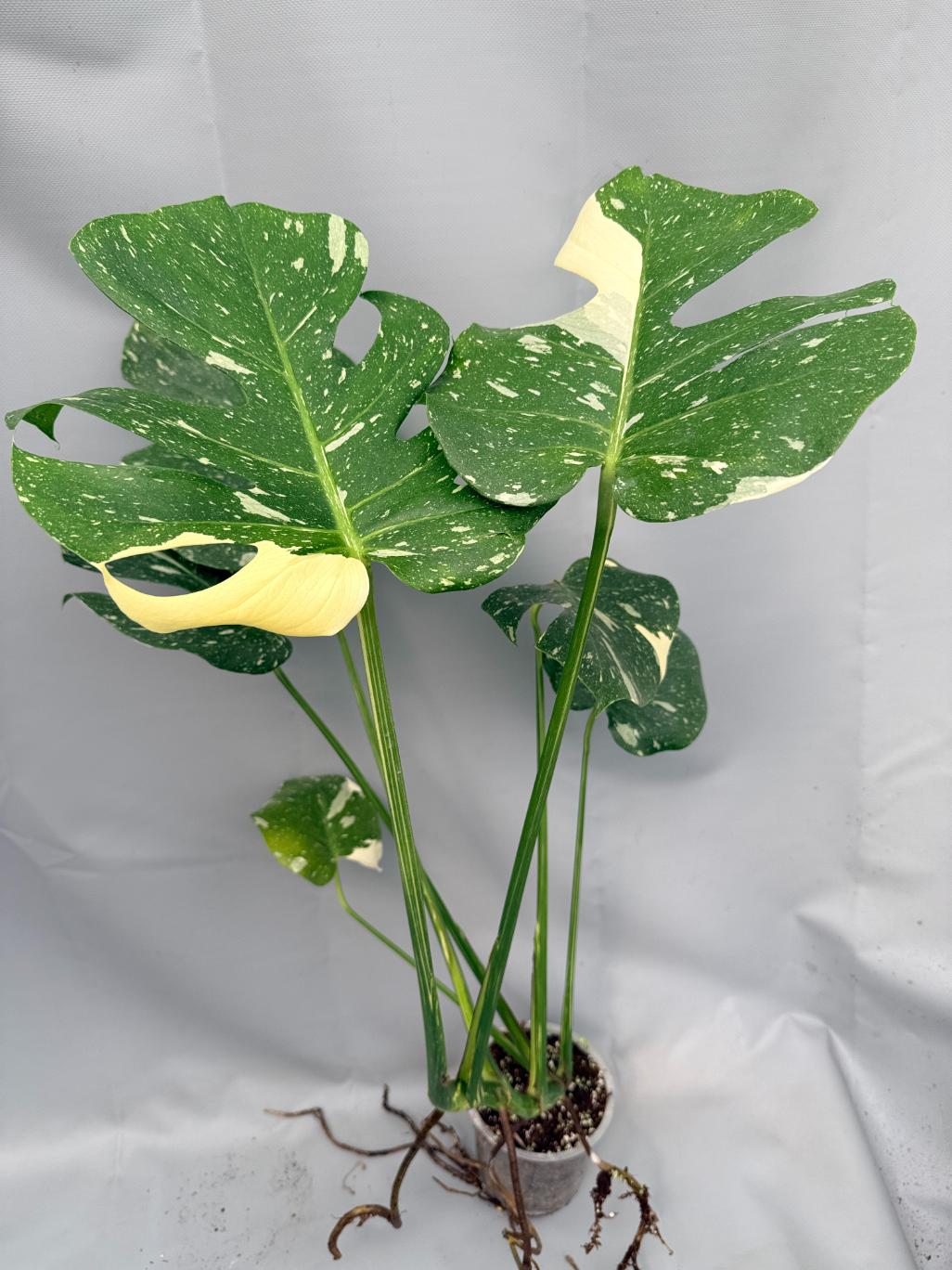 Monstera Thai Constellation XL 03