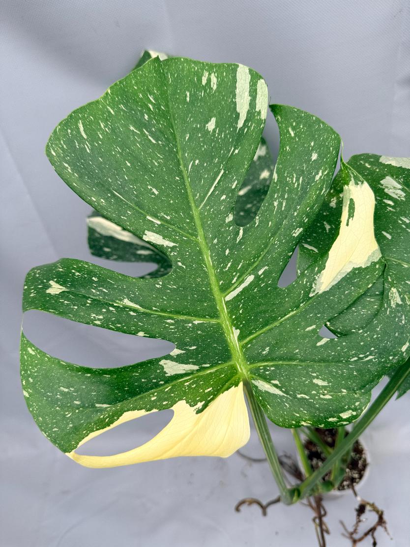 Monstera Thai Constellation XL 04