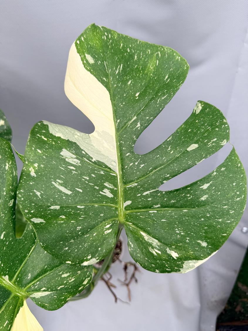 Monstera Thai Constellation XL 05