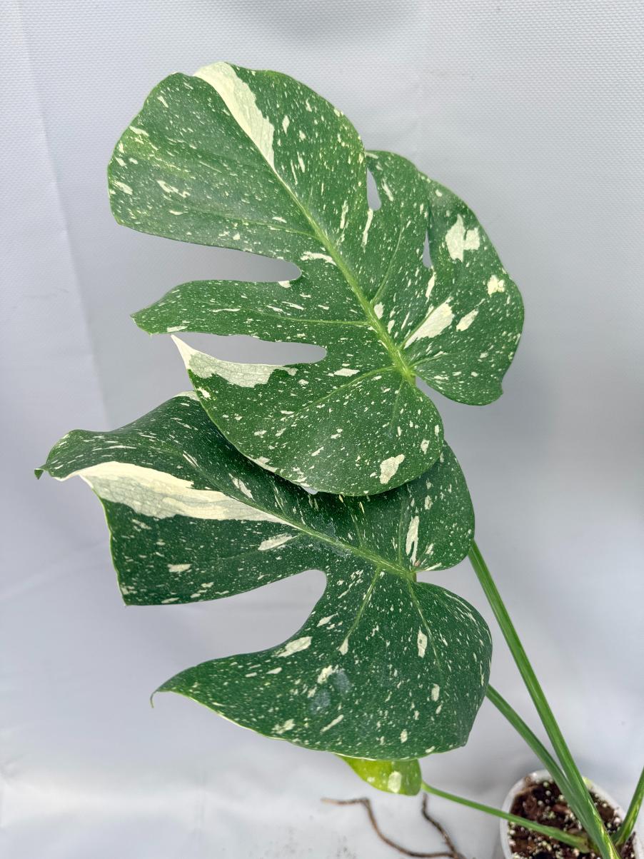 Monstera Thai Constellation XL 06