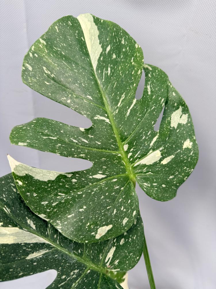 Monstera Thai Constellation XL 07