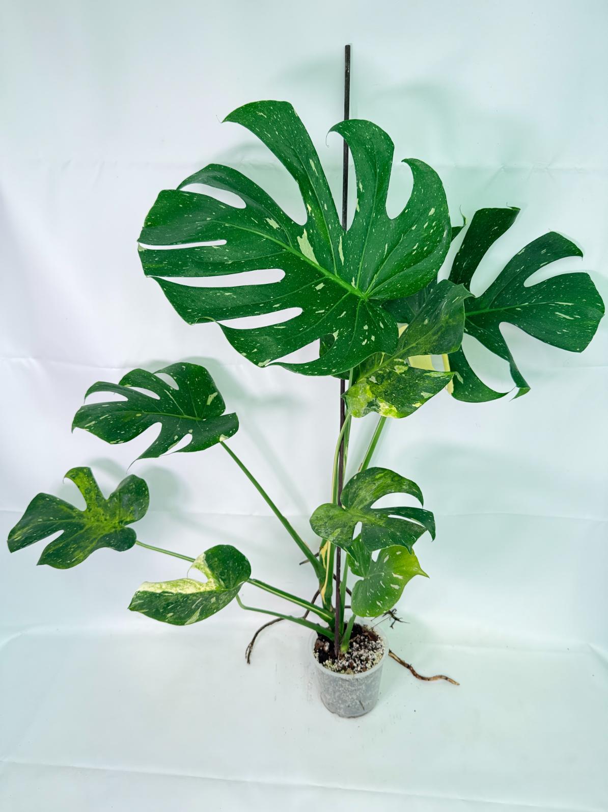 Monstera Thai Constellation XL 01