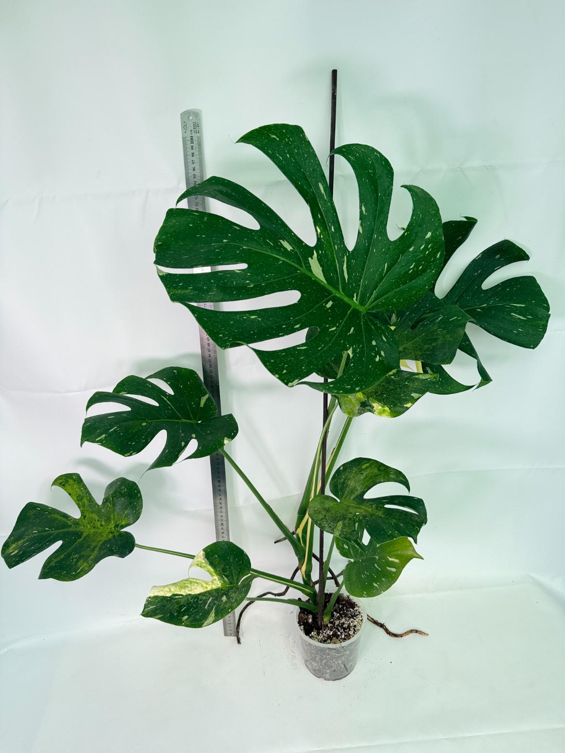 Monstera Thai Constellation XL 03