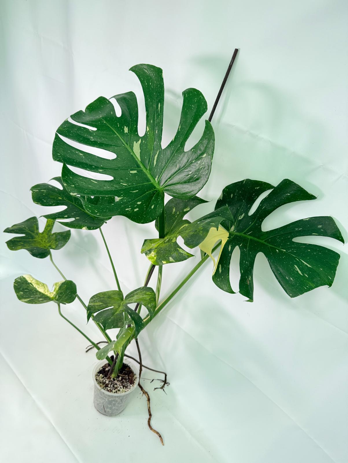Monstera Thai Constellation XL 02