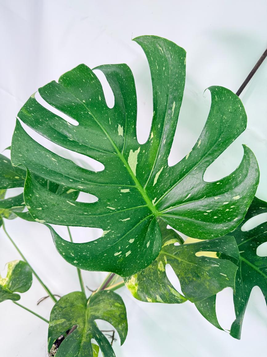Monstera Thai Constellation XL 04