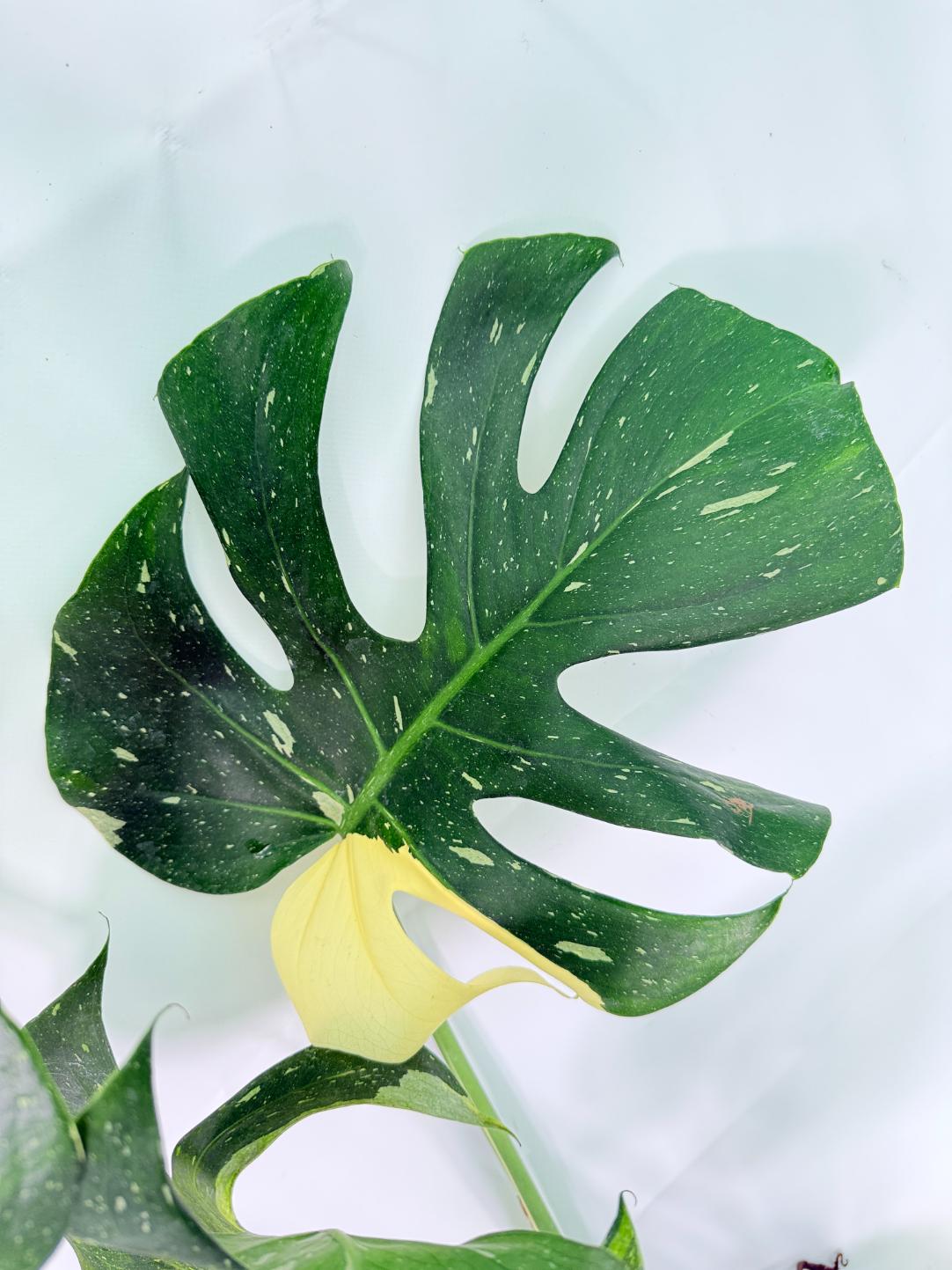 Monstera Thai Constellation XL 05