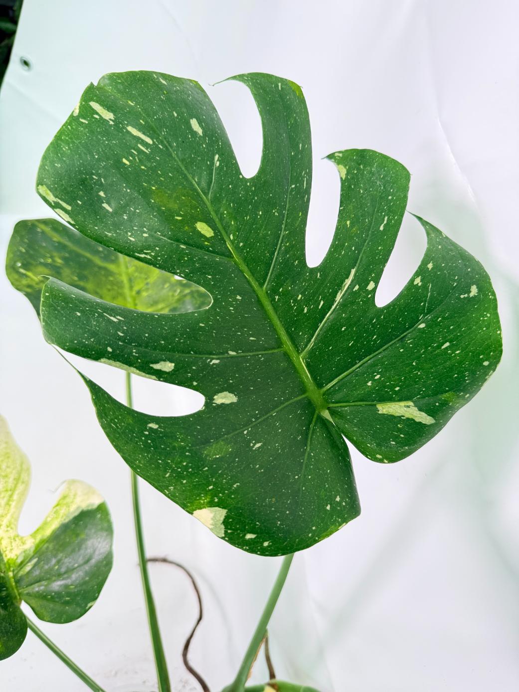 Monstera Thai Constellation XL 06