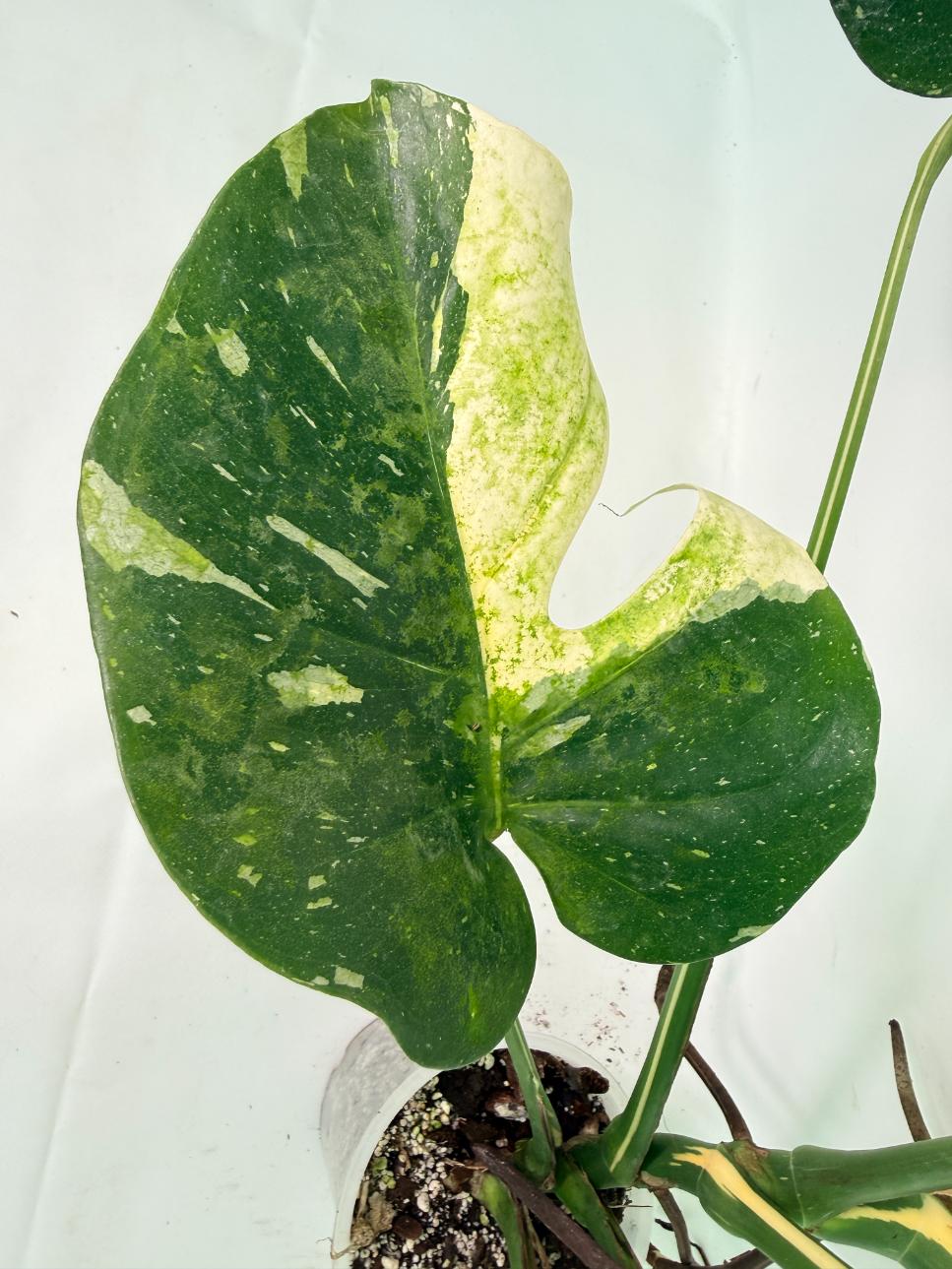 Monstera Thai Constellation XL 07