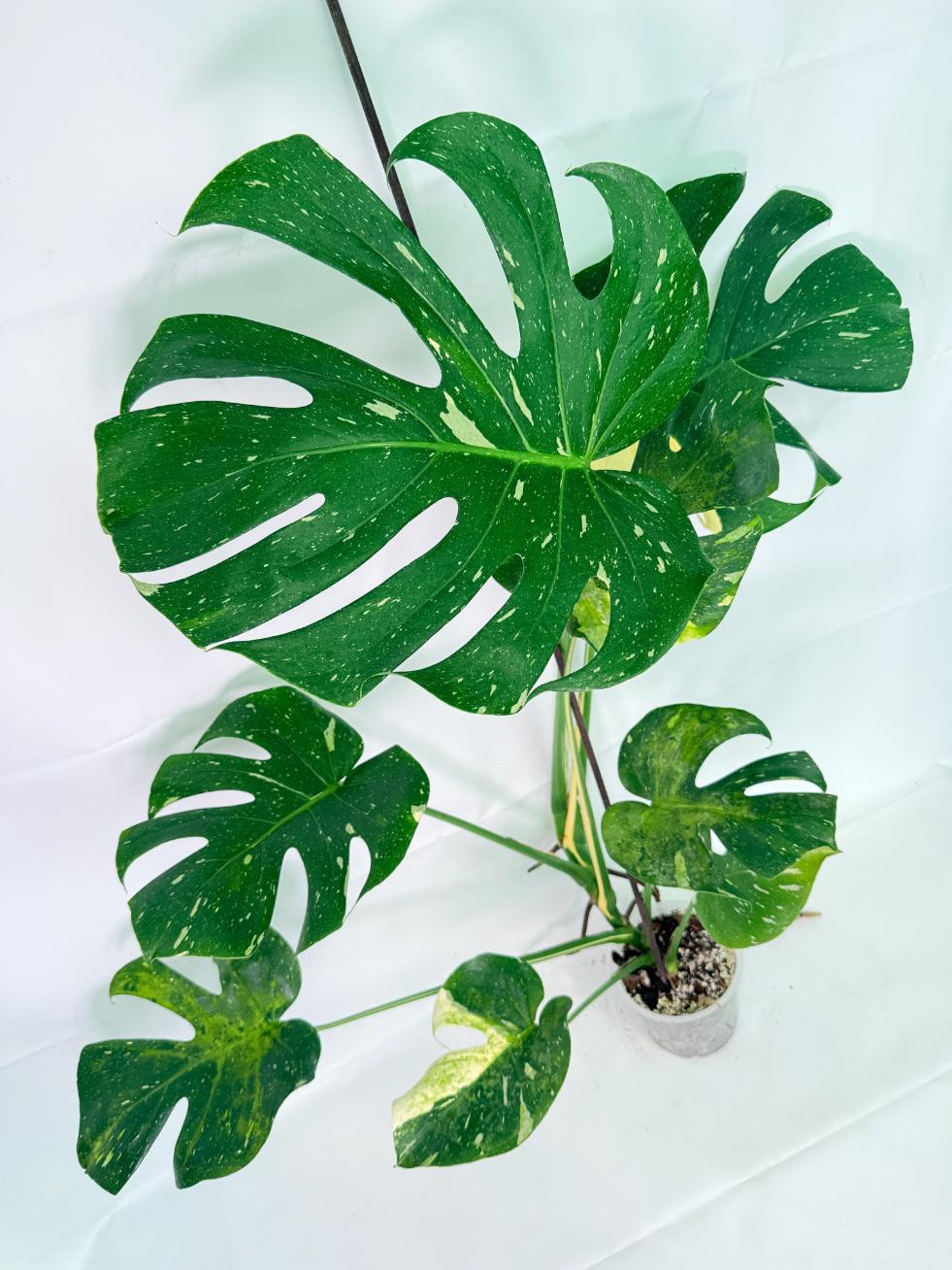 Monstera Thai Constellation XL 08