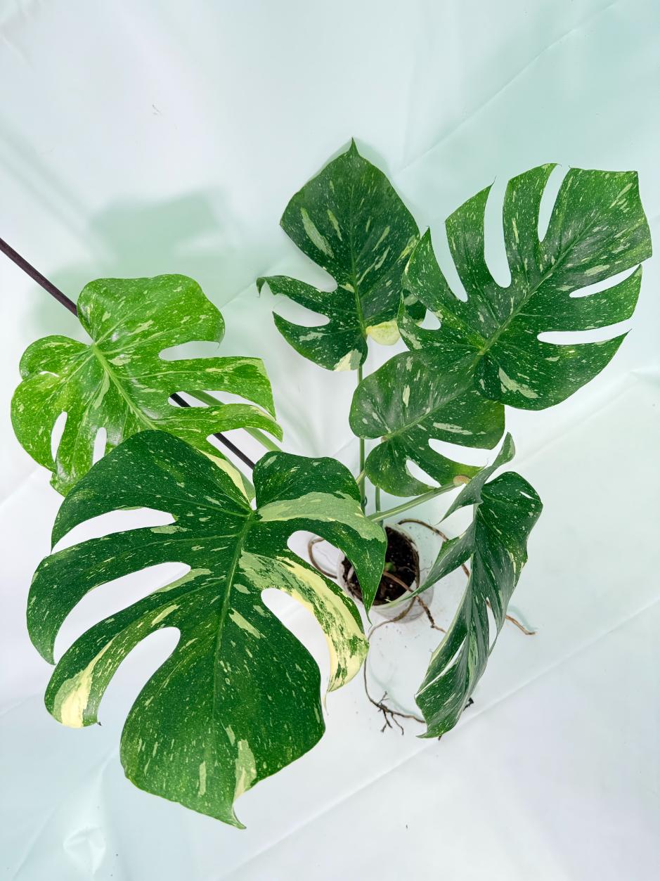 Monstera Thai Constellation XL 01