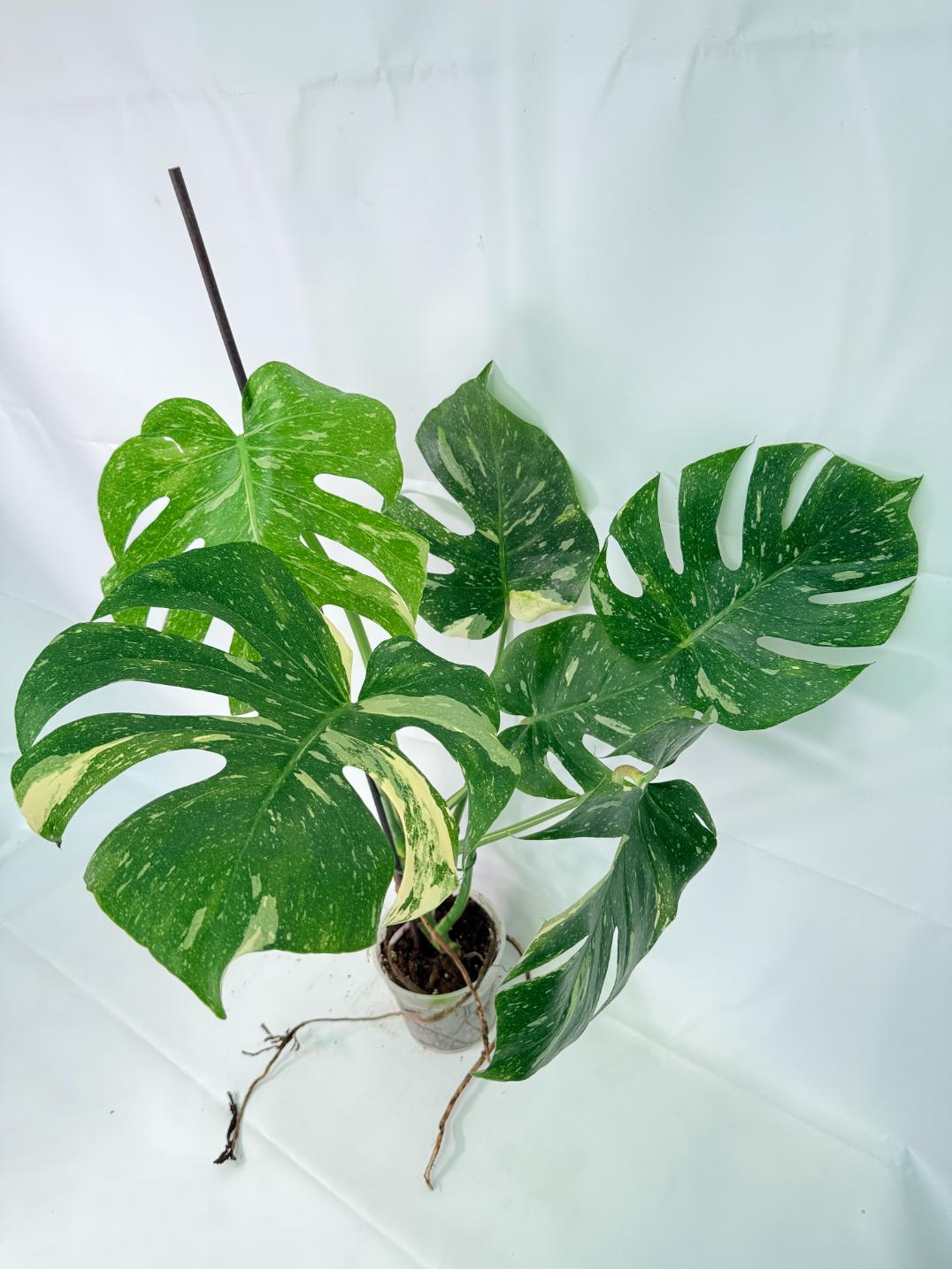 Monstera Thai Constellation XL 8