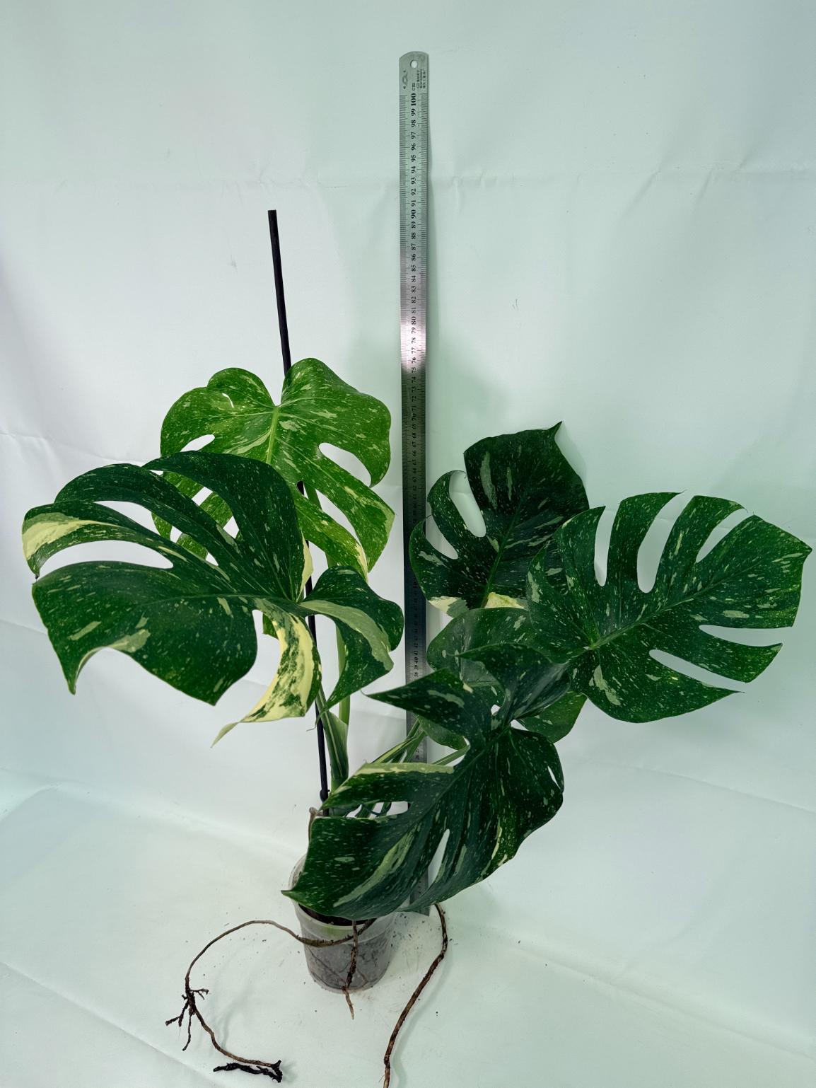Monstera Thai Constellation XL 07