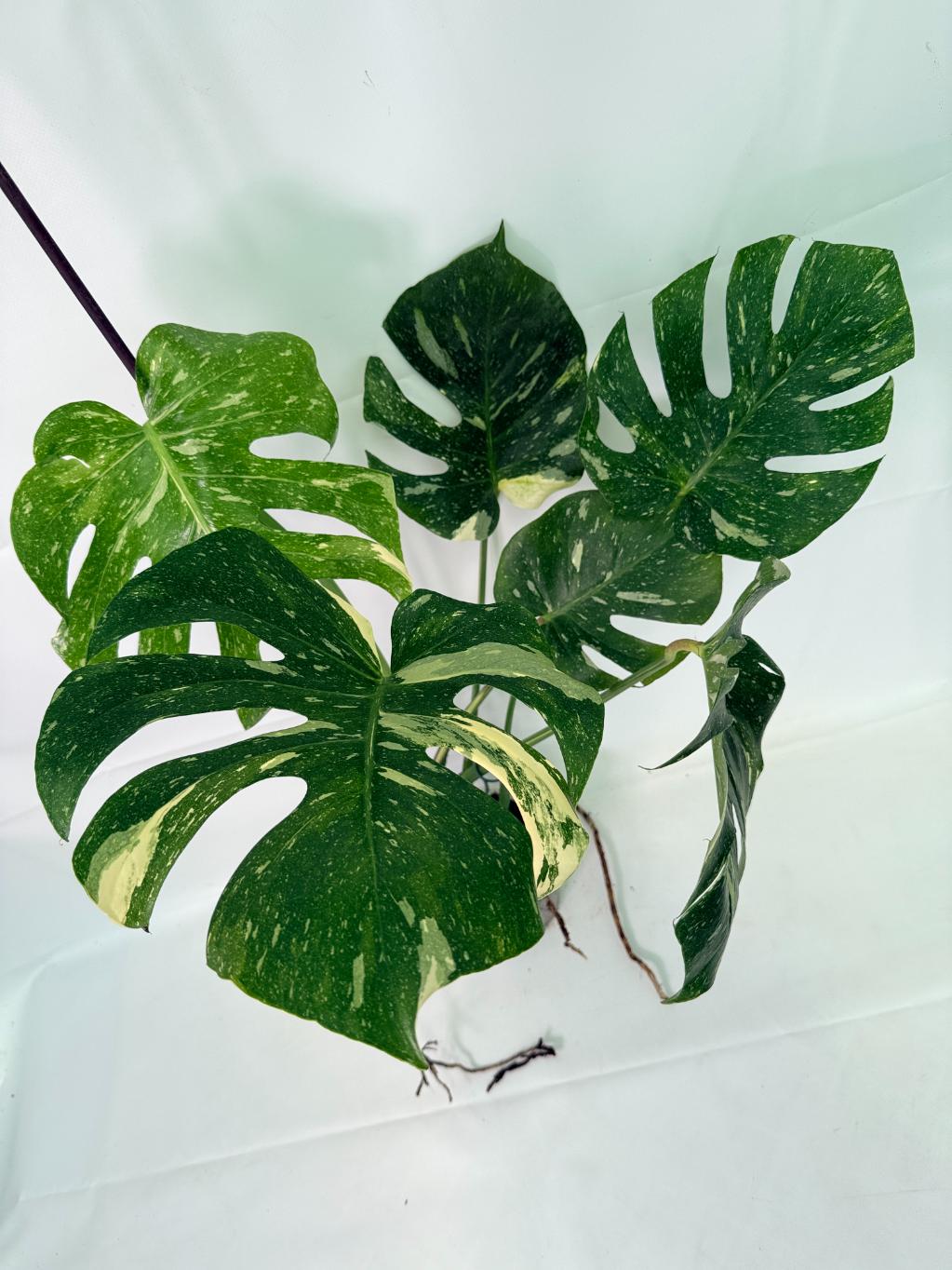 Monstera Thai Constellation XL 09