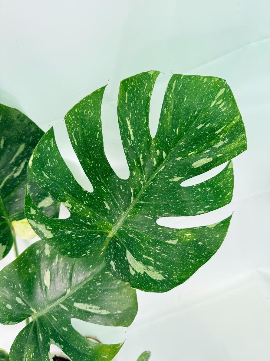 Monstera Thai Constellation XL 03