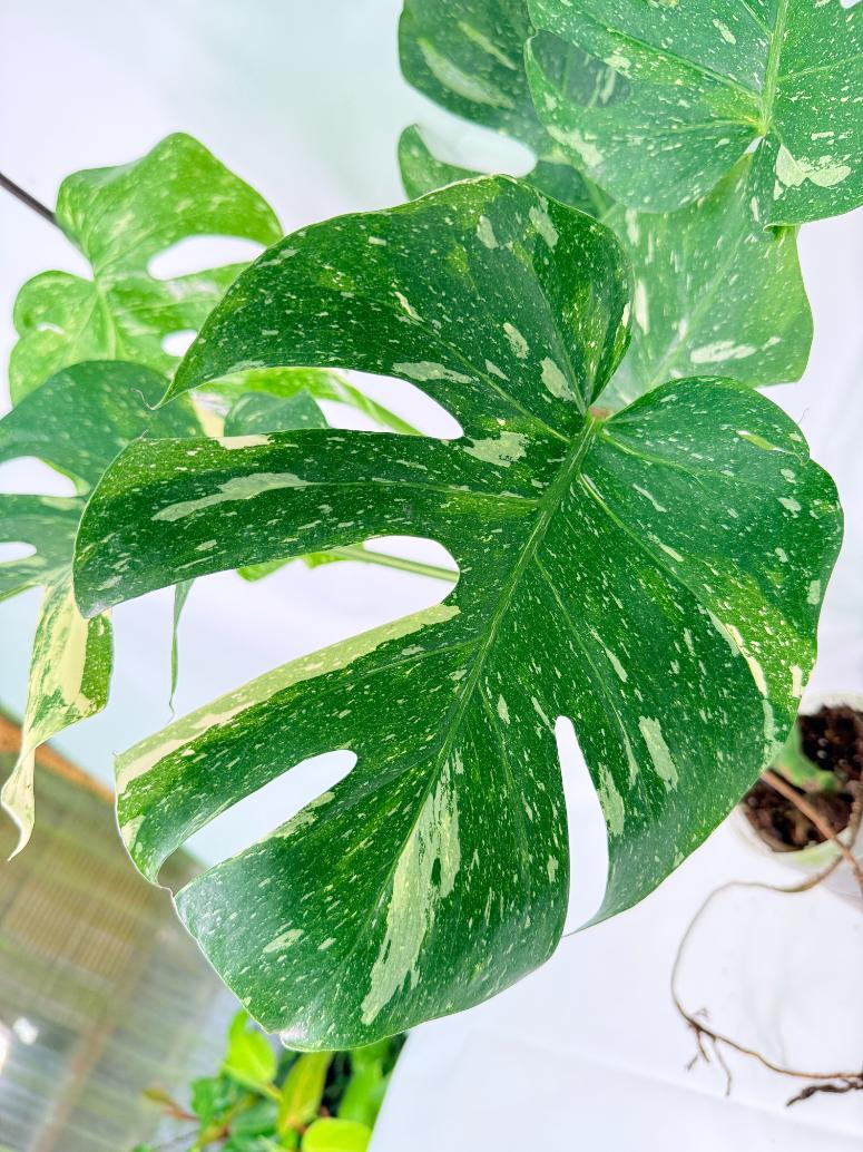 Monstera Thai Constellation XL 04