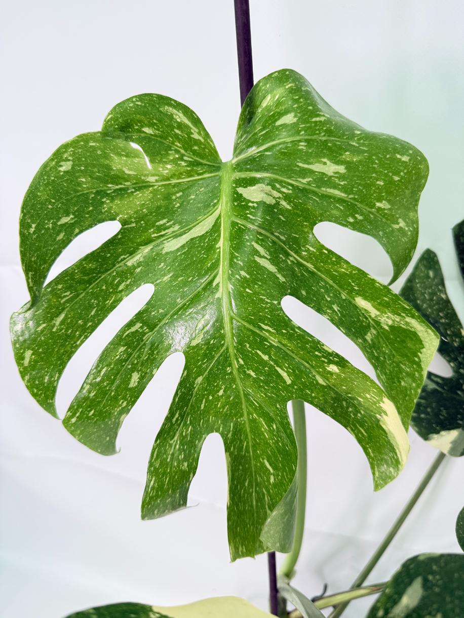Monstera Thai Constellation XL 05
