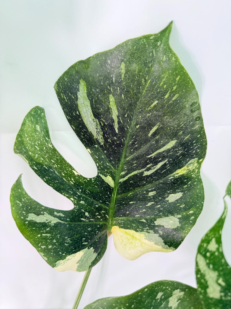 Monstera Thai Constellation XL 06
