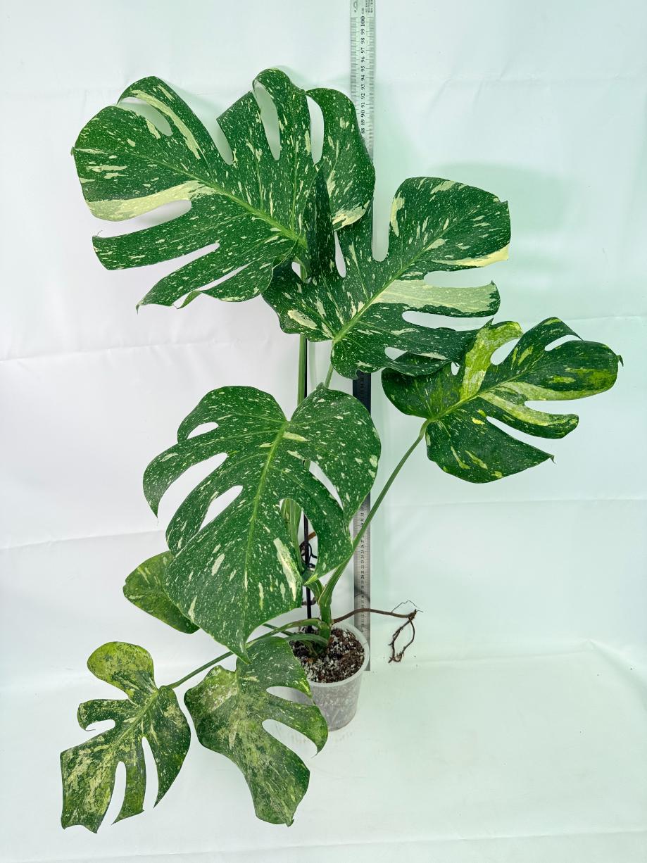 Monstera Thai Constellation XL 02