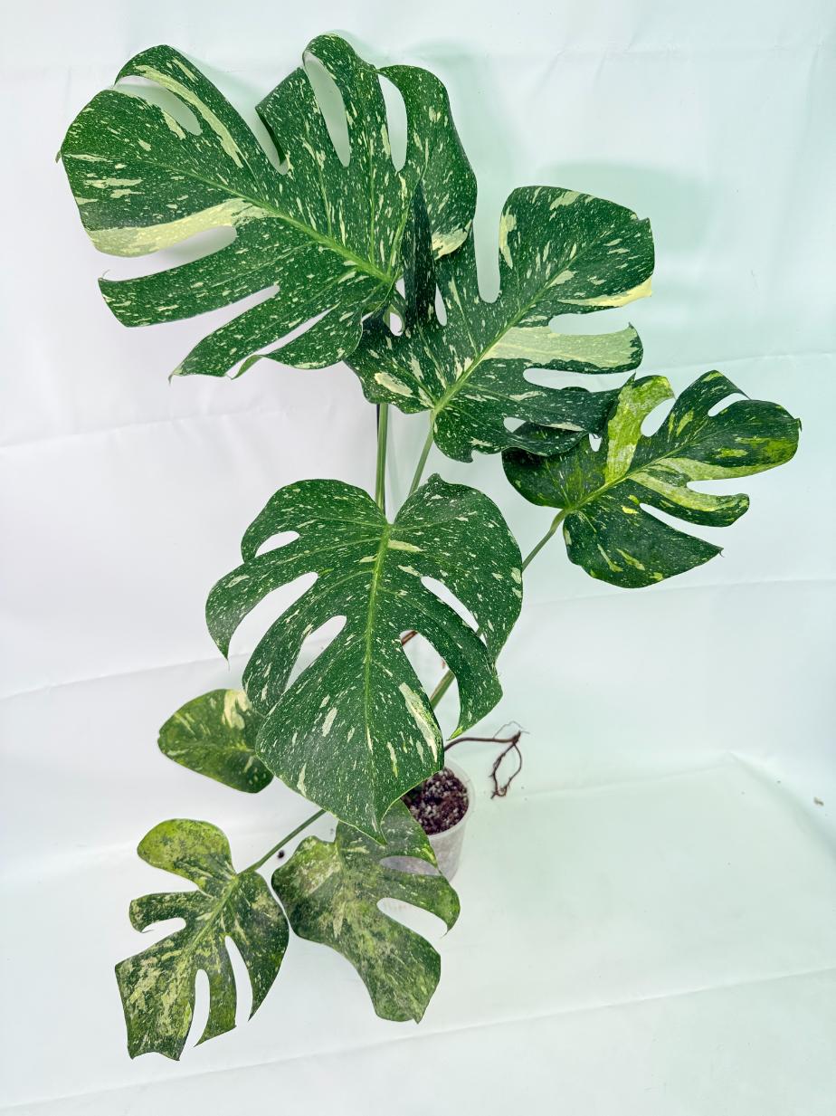 Monstera Thai Constellation XL 01