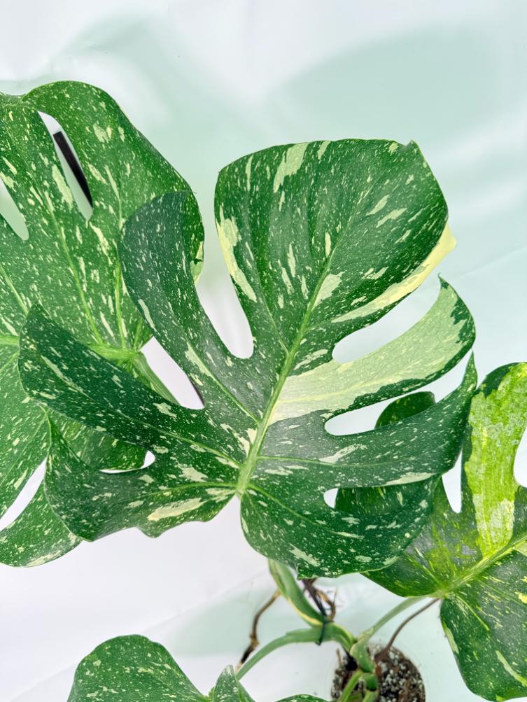 Monstera Thai Constellation XL 3