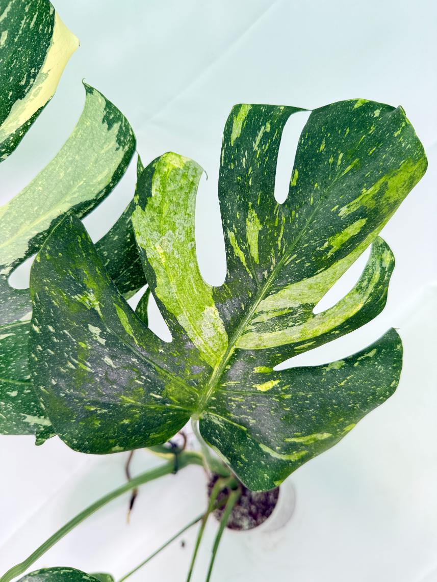 Monstera Thai Constellation XL 04