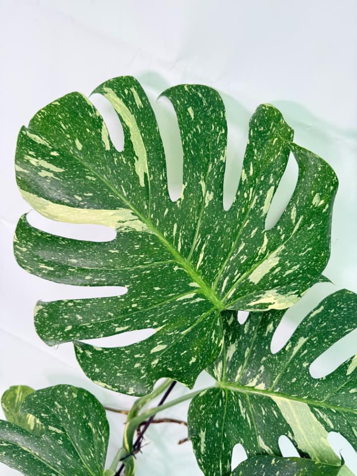 Monstera Thai Constellation XL 05