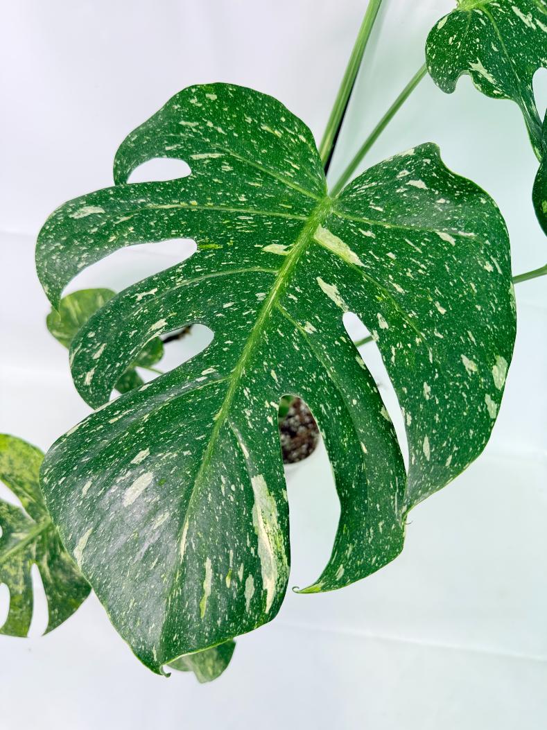 Monstera Thai Constellation XL 06