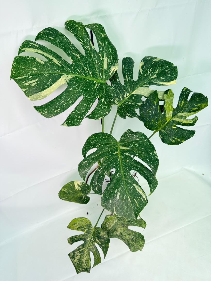 Monstera Thai Constellation XL 07
