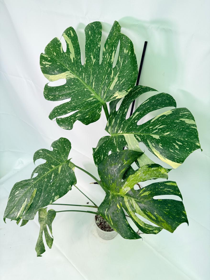 Monstera Thai Constellation XL 08