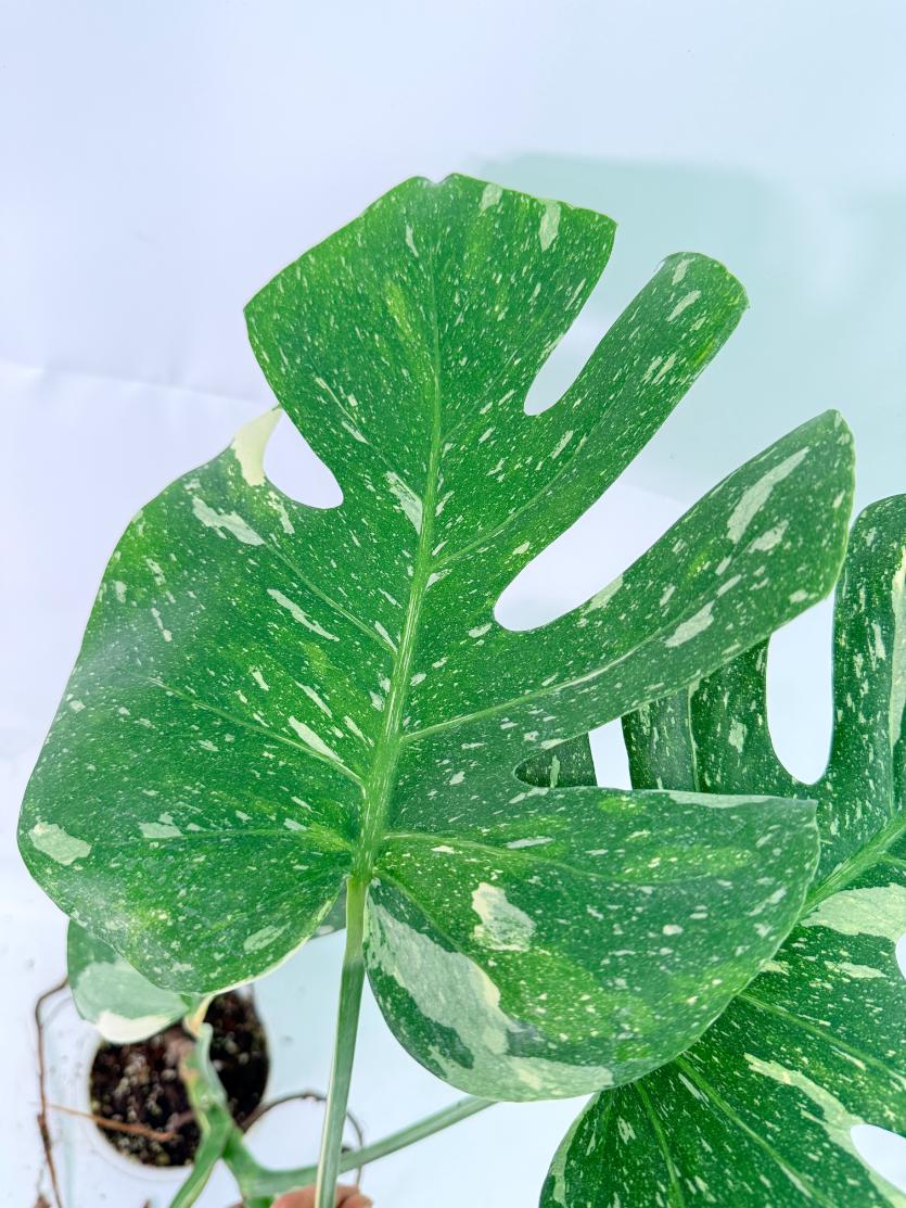 Monstera Thai Constellation XL 07