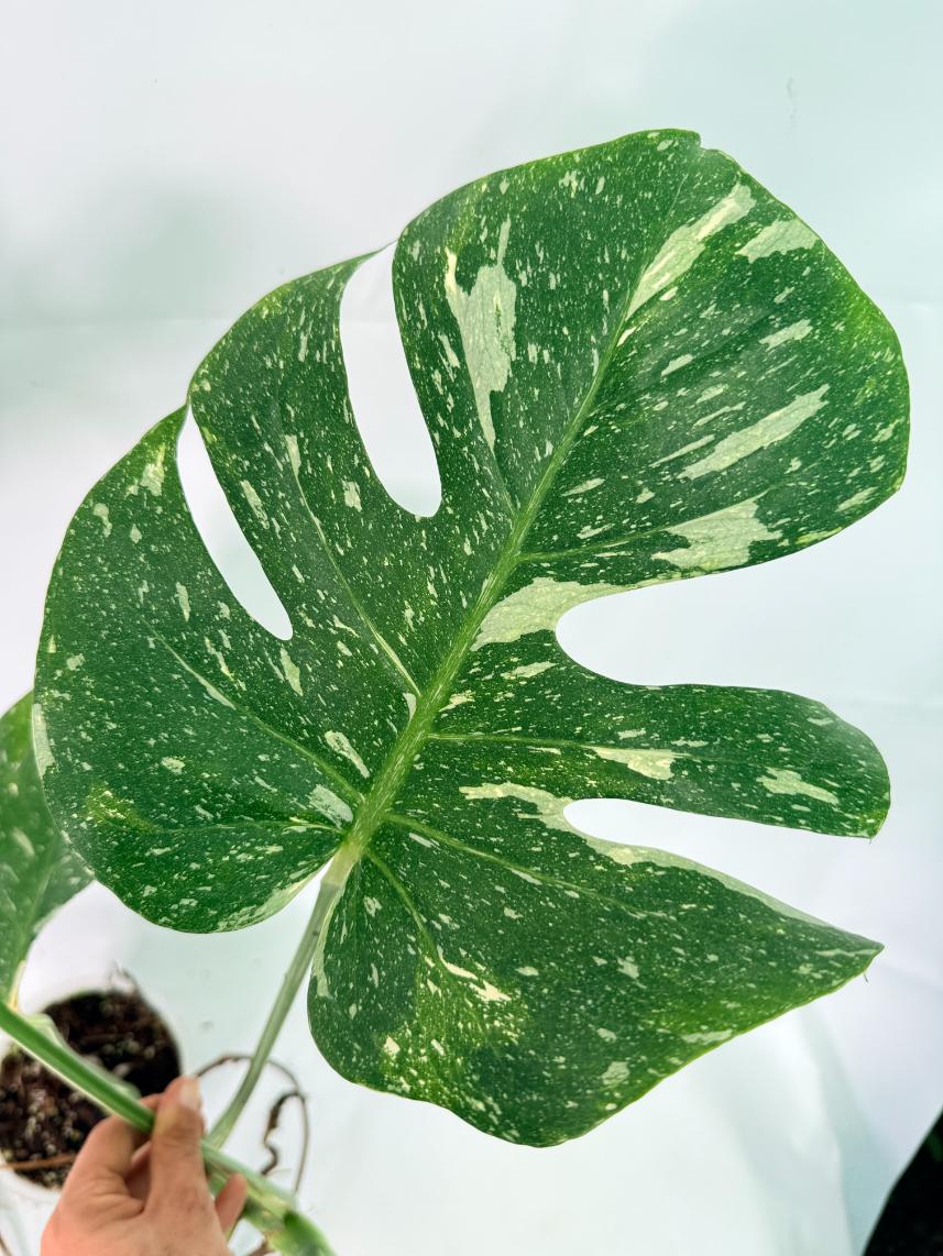 Monstera Thai Constellation XL 08