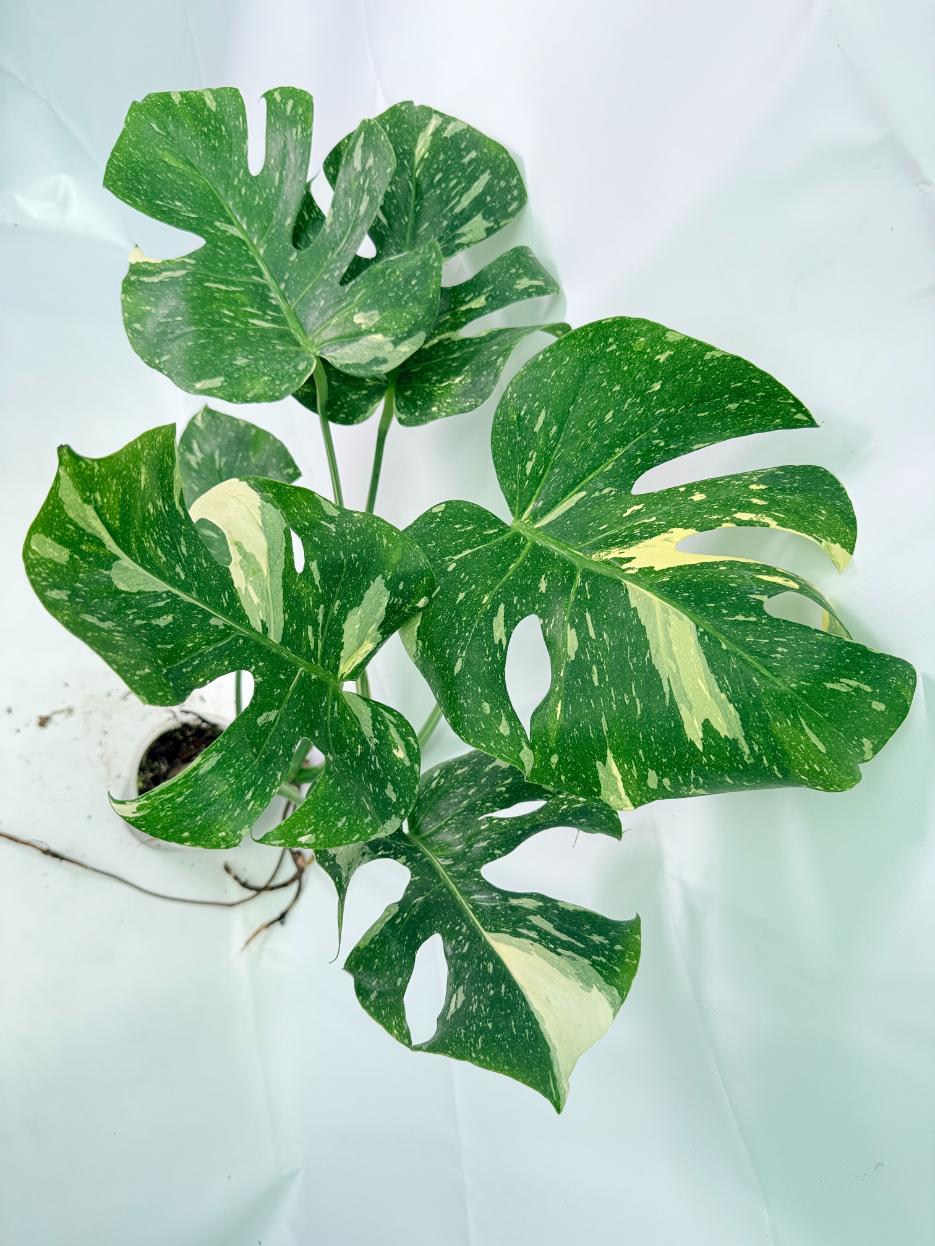 Monstera Thai Constellation XL 01