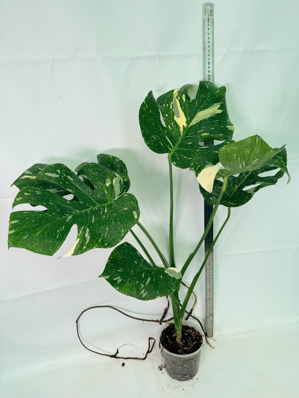 Monstera Thai Constellation XL 09