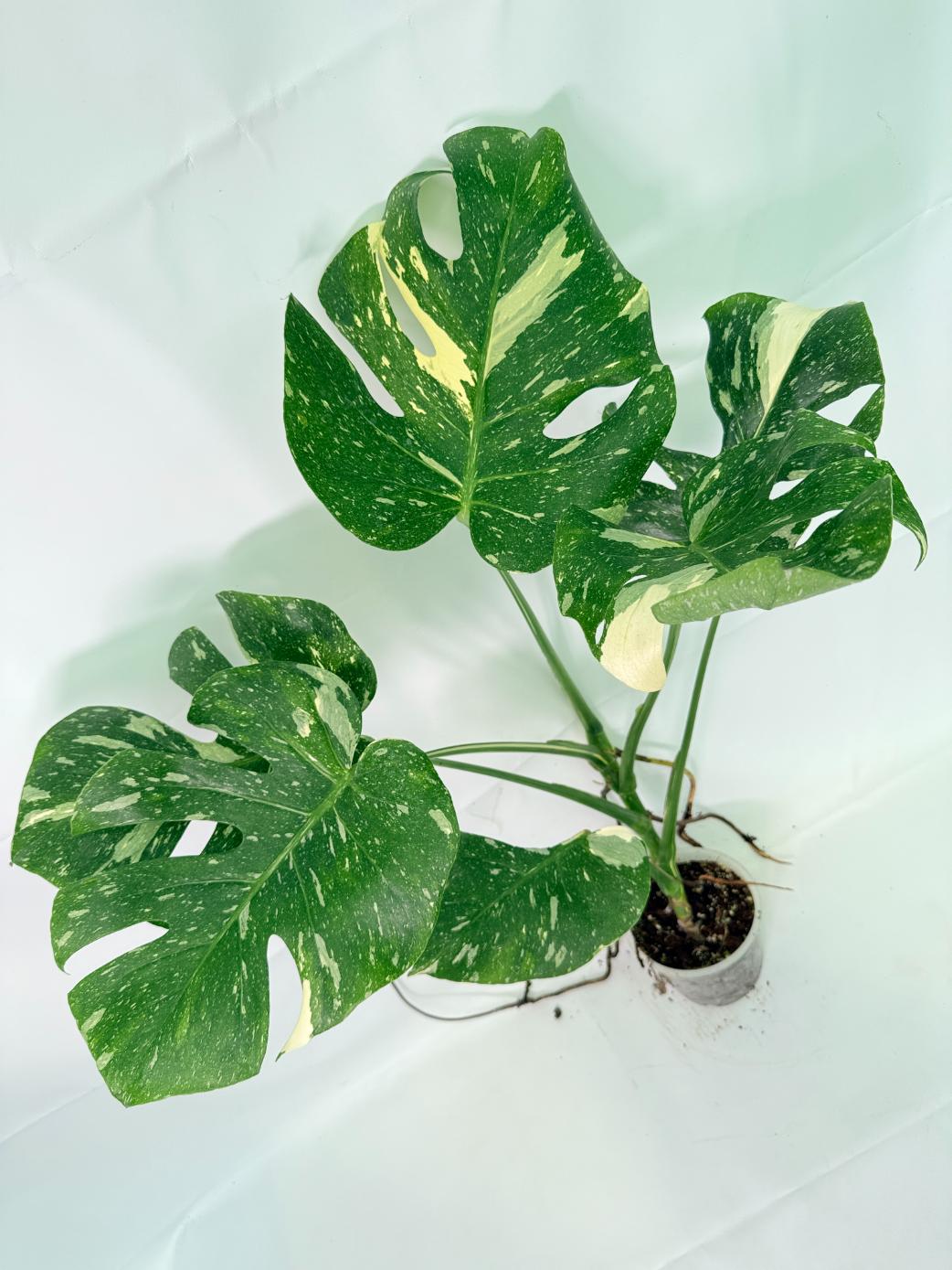 Monstera Thai Constellation XL 03