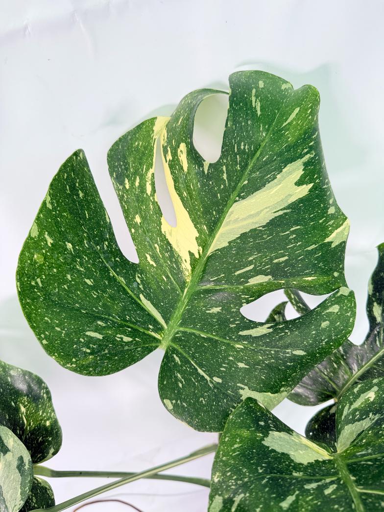 Monstera Thai Constellation XL 02