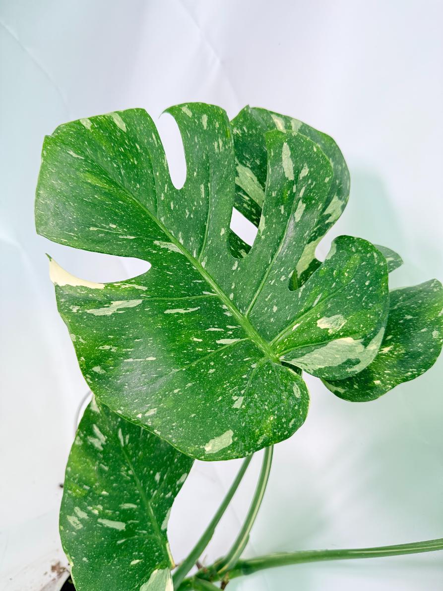Monstera Thai Constellation XL 04