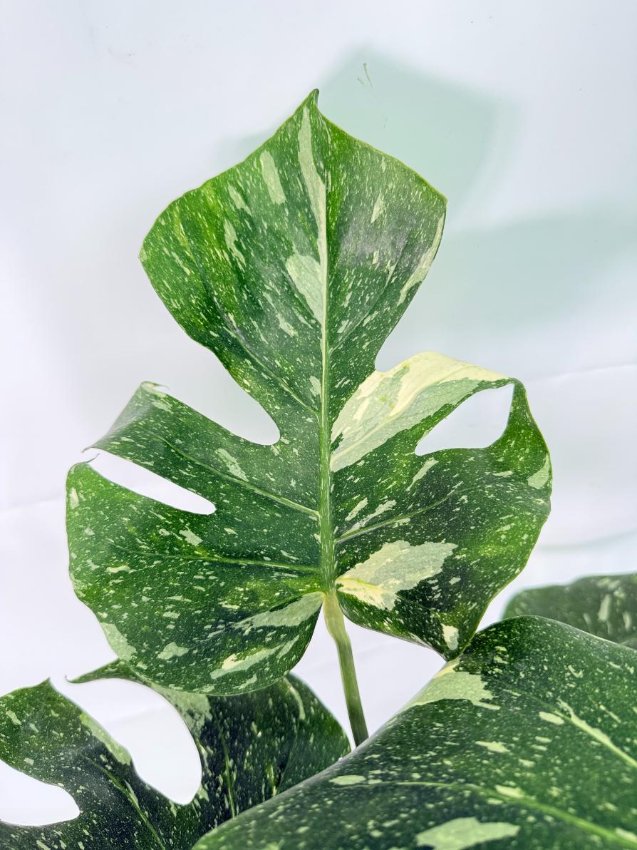 Monstera Thai Constellation XL 05