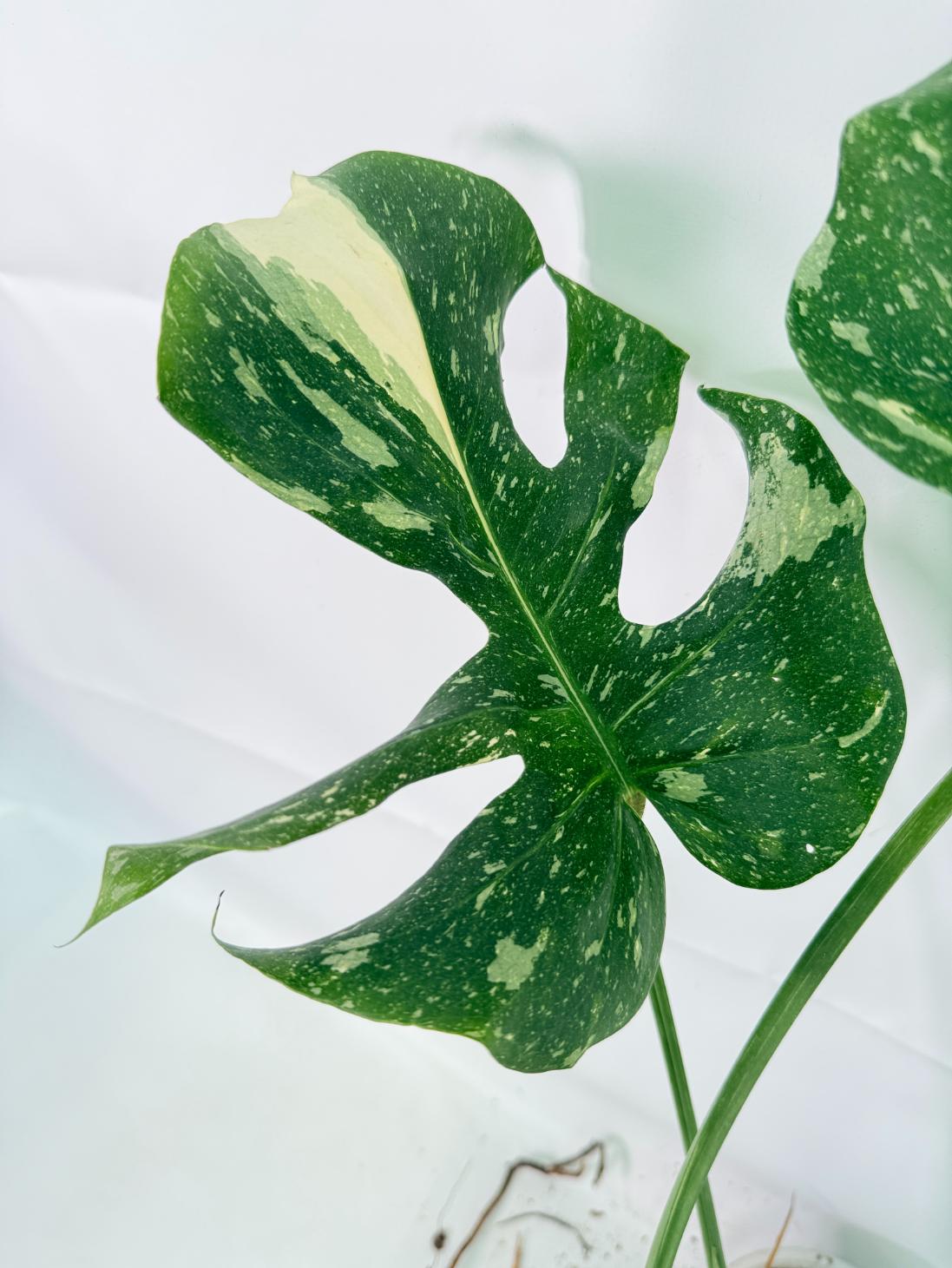 Monstera Thai Constellation XL 06