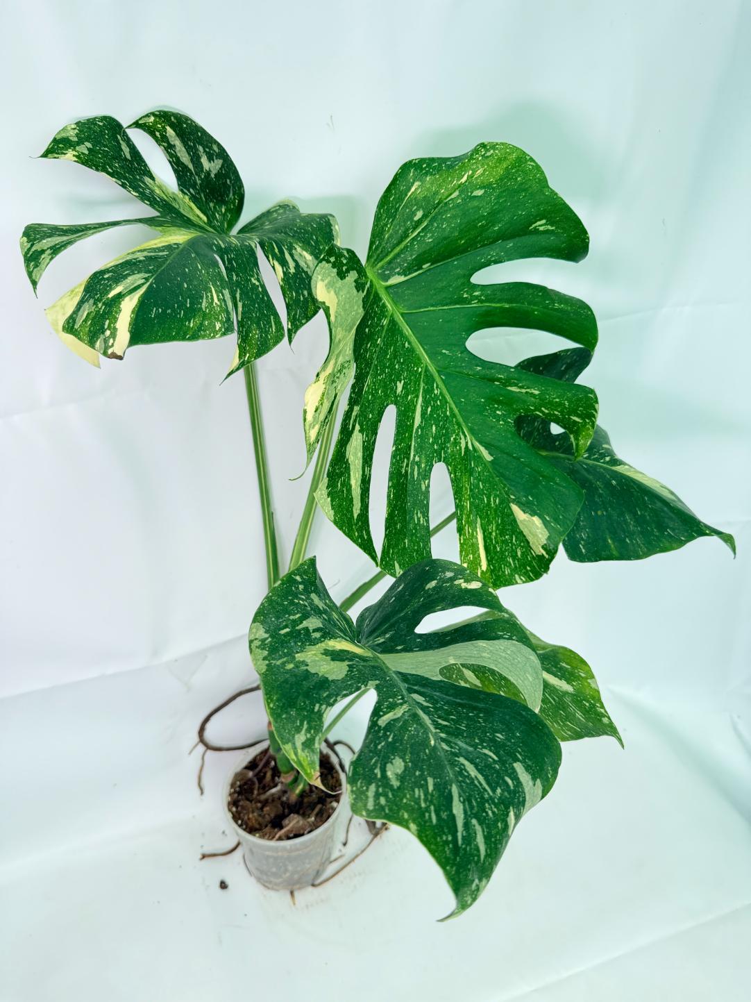 Monstera Thai Constellation XL 07