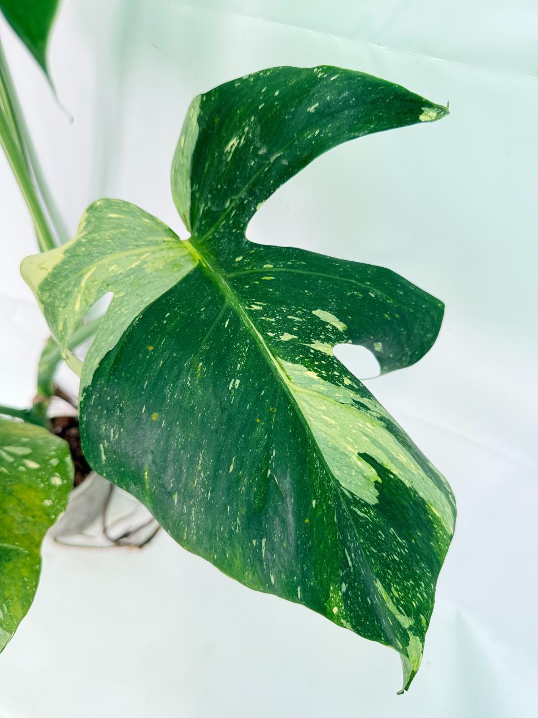 Monstera Thai Constellation XL 08
