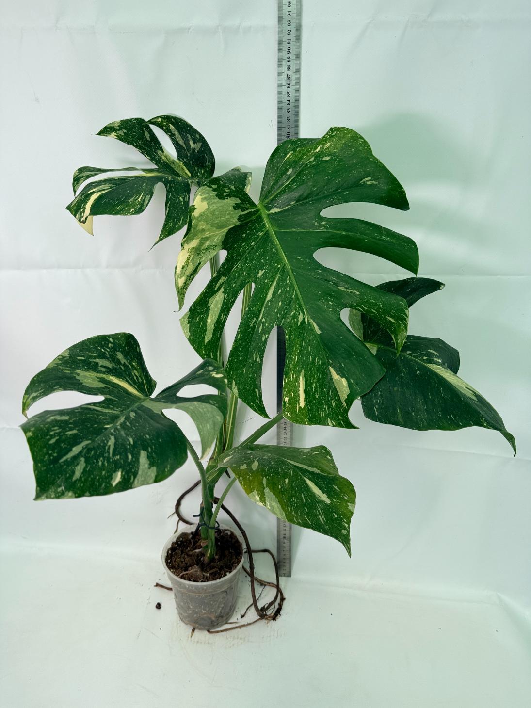 Monstera Thai Constellation XL 09