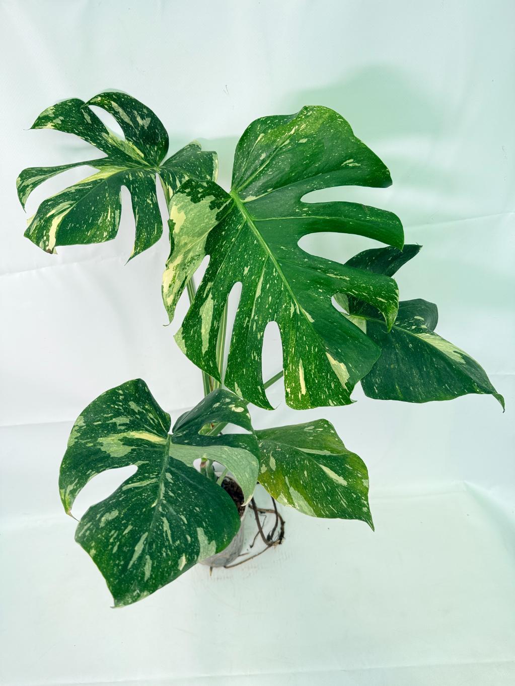 Monstera Thai Constellation XL 01