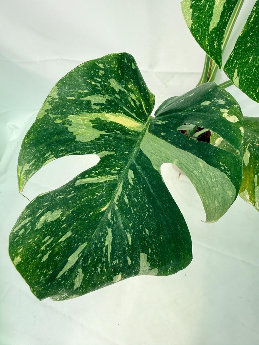 Monstera Thai Constellation XL 03