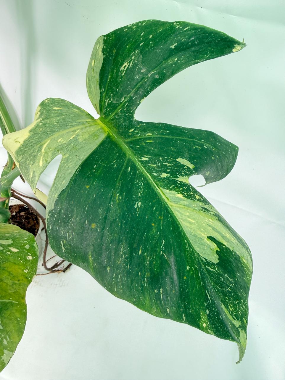 Monstera Thai Constellation XL 04