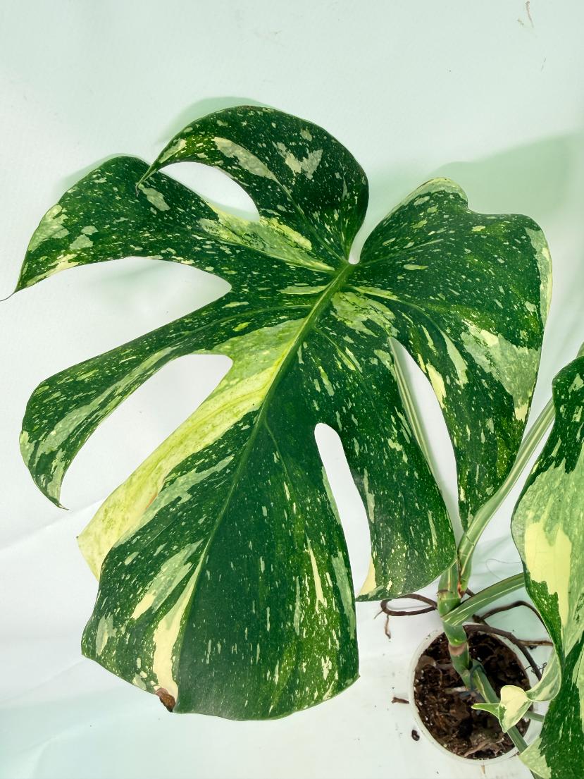 Monstera Thai Constellation XL 05
