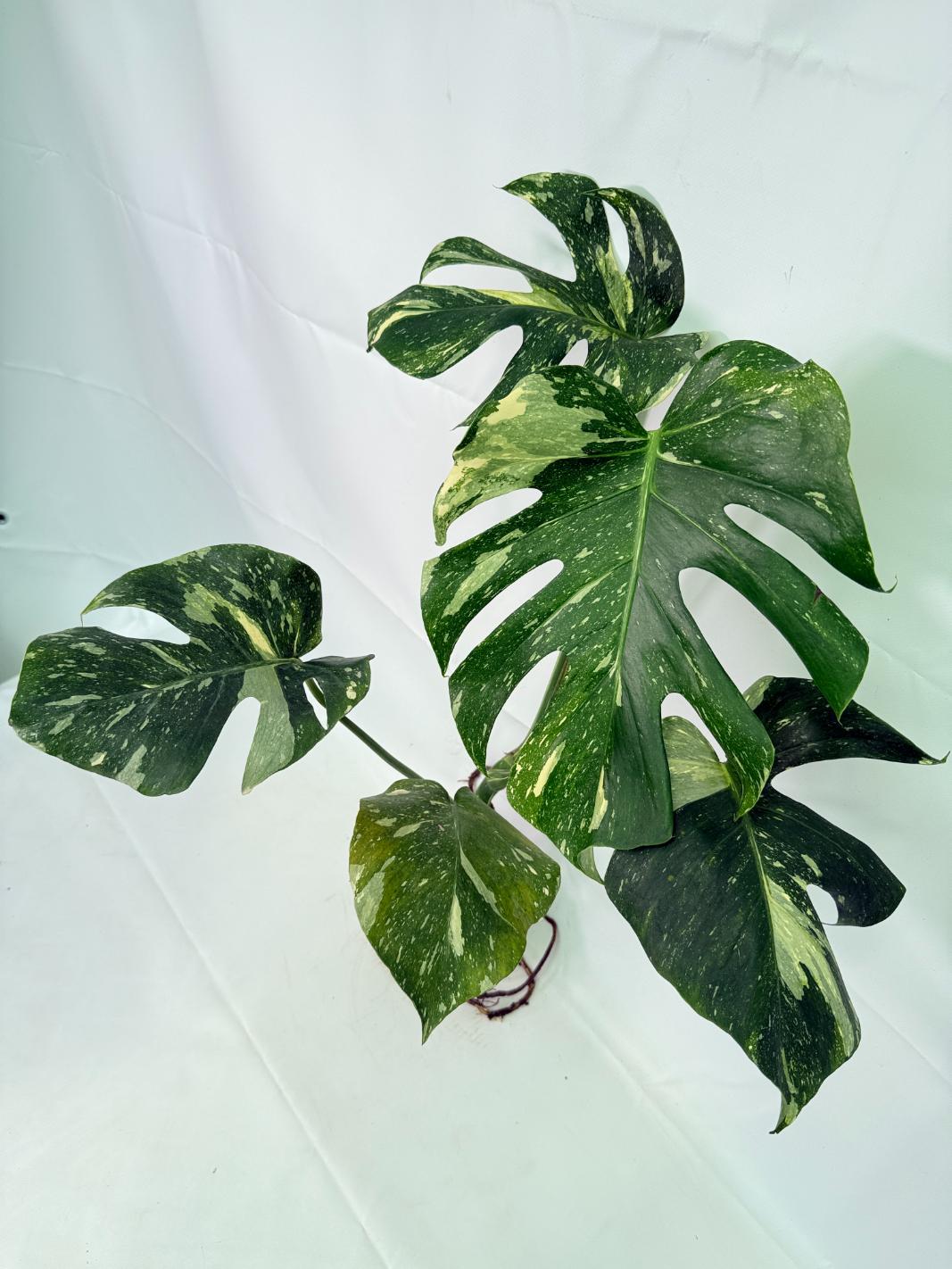 Monstera Thai Constellation XL 06