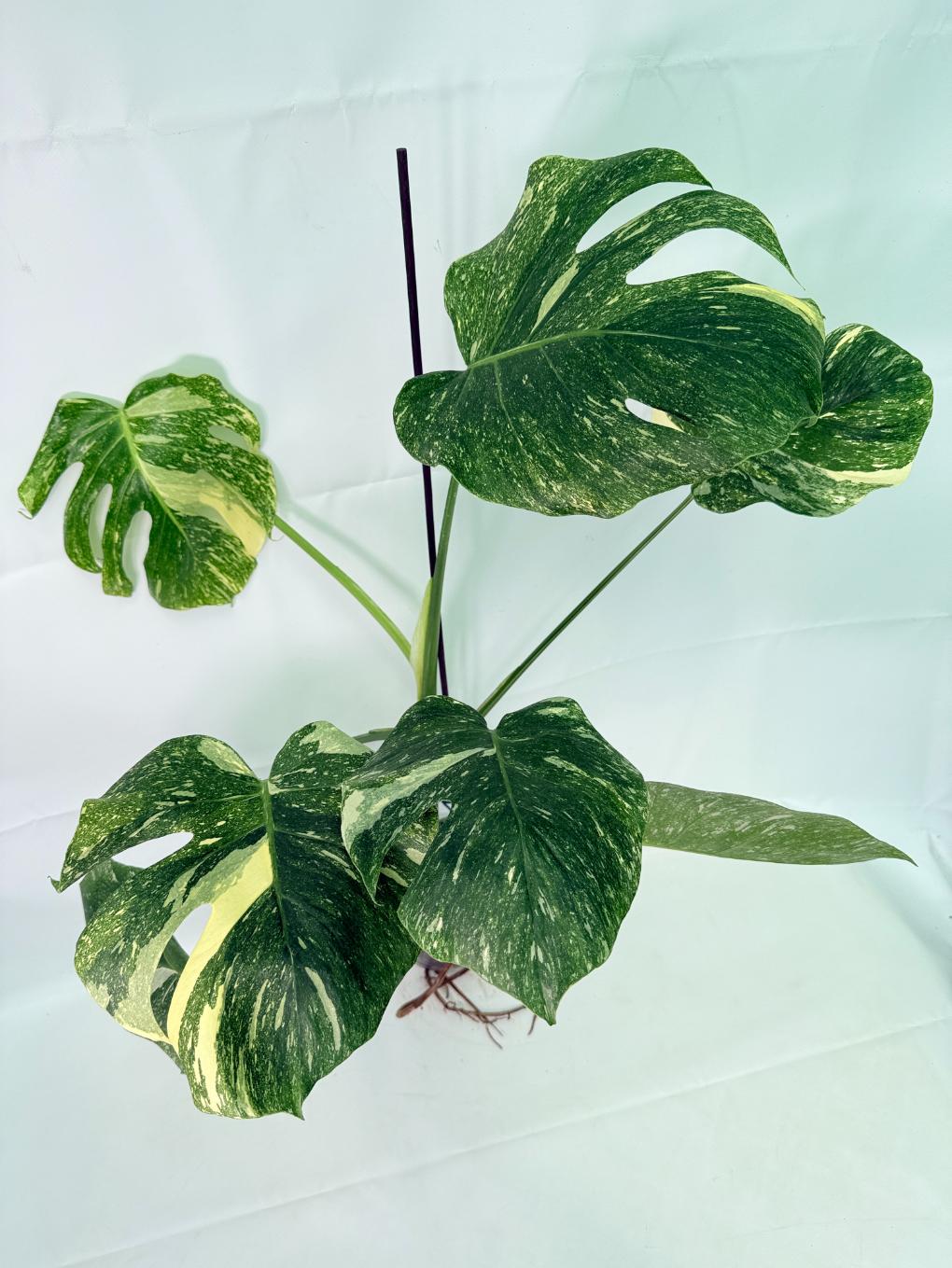 Monstera Thai Constellation XL 07
